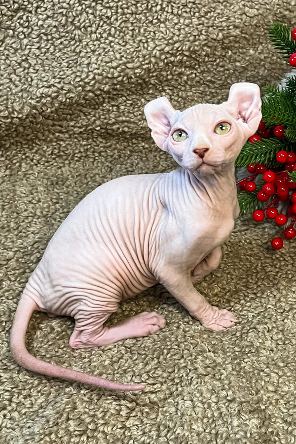 Hairless Sphynx kitten Amur with pink skin and blue eyes near Christmas decor