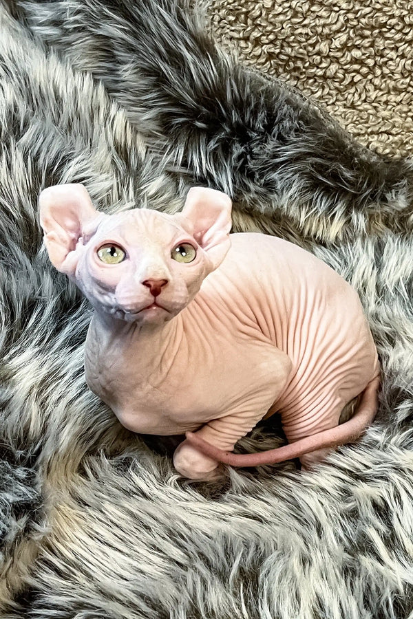 Pink hairless Sphynx cat with light eyes featured in Amur Elf Sphynx Kitten product