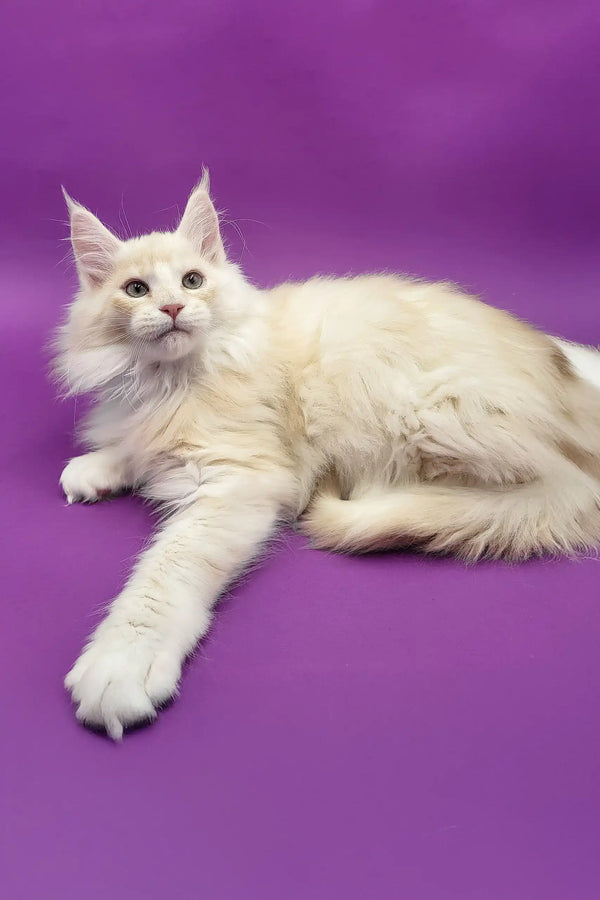 Cream-colored Maine Coon kitten Amur showing off its fluffy fur and playful vibe