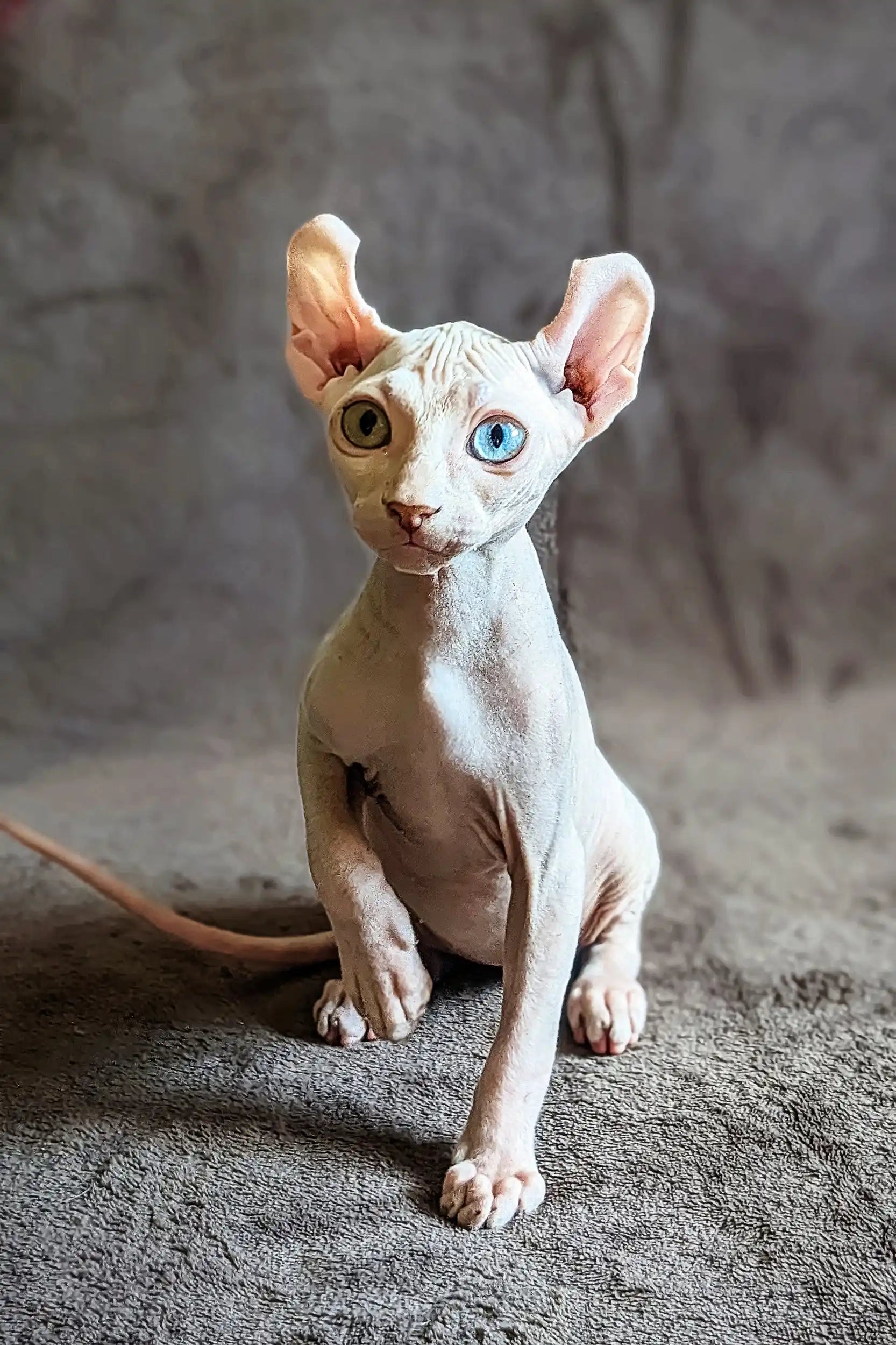 Anarion Elf Sphynx Kitten with Unique Heterochromia