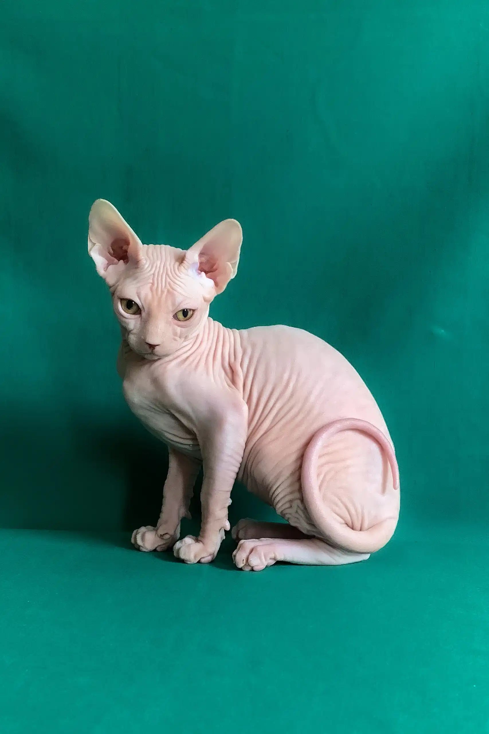 Anfisa the Adorable Canadian Sphynx Kitten - Main Image