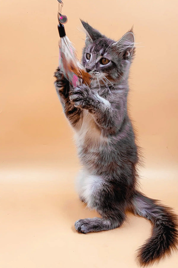 Gray Tabby Coon Kitten playing with a feather toy, perfect for Maine Coon lovers