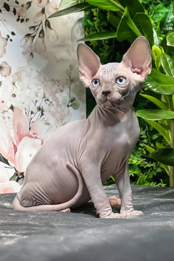 Angelo | sphynx kitten