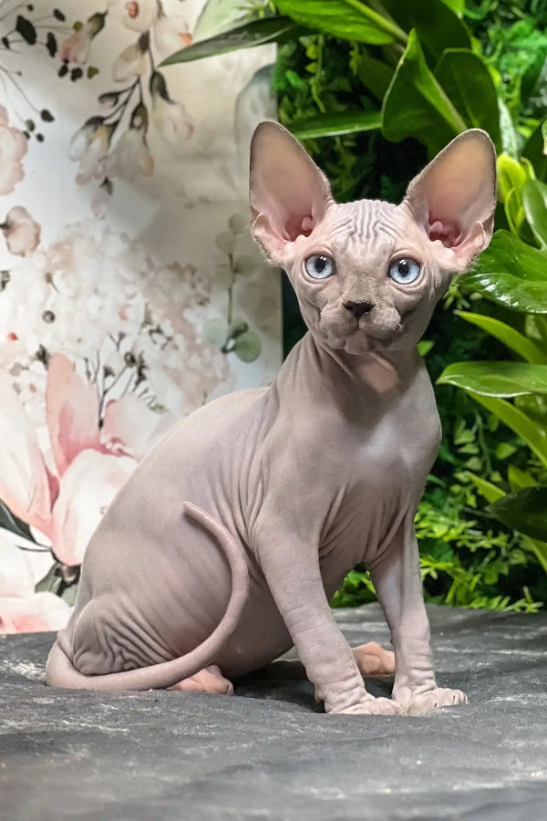 Angelo | sphynx kitten