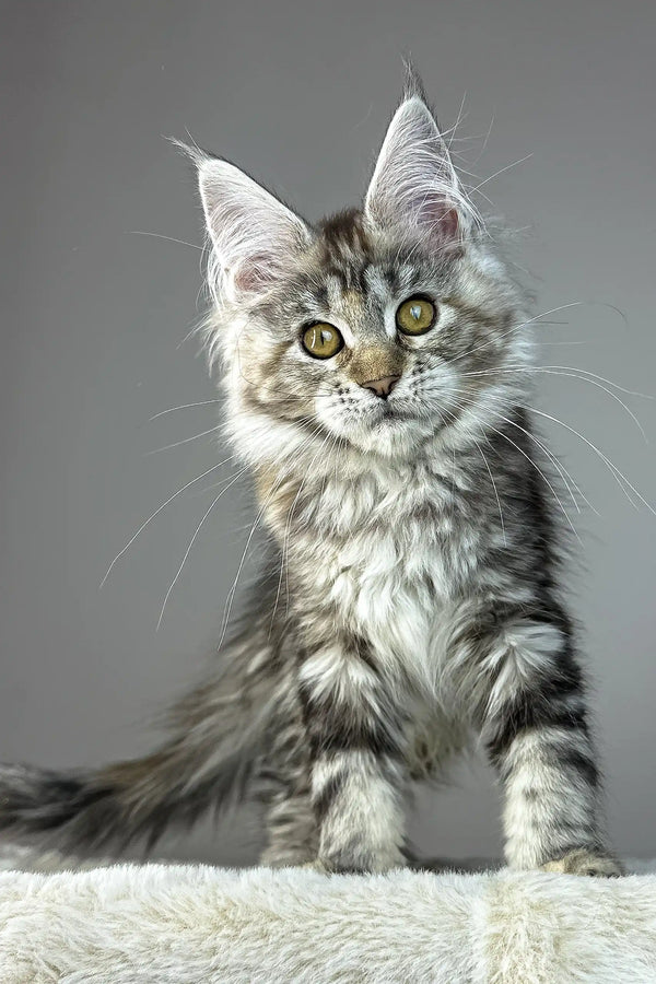 Anna | maine coon kitten