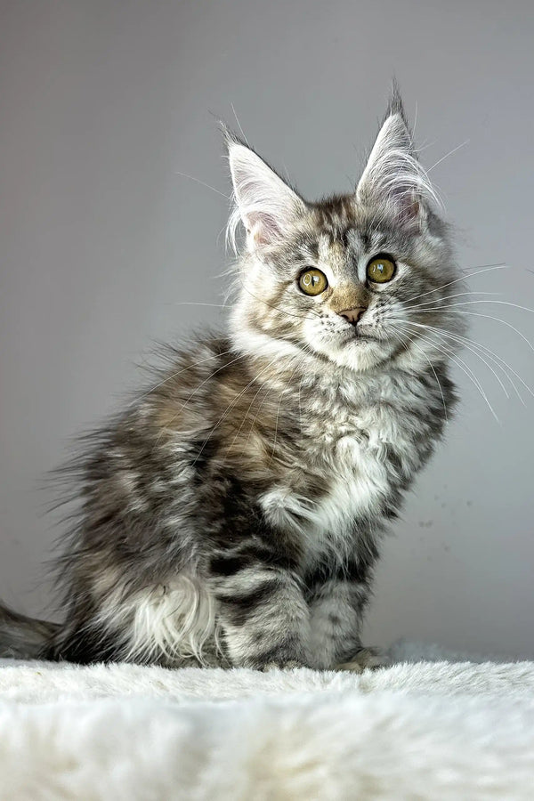 Anna | maine coon kitten