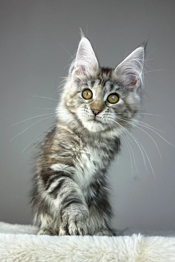 Anna | maine coon kitten