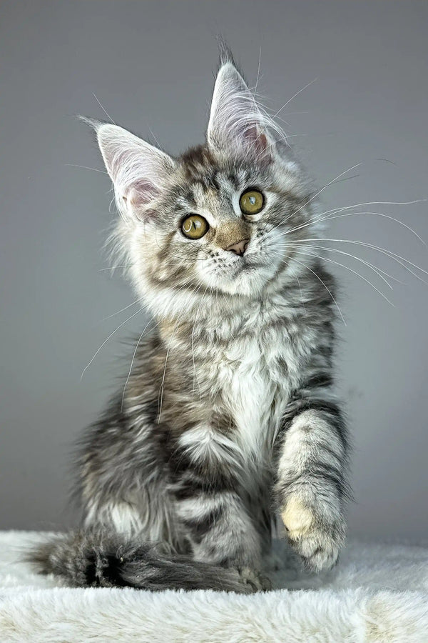 Anna | maine coon kitten