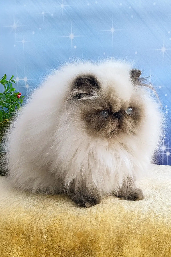 Fluffy Himalayan cat from Annabel Persian Kitten collection looking adorable