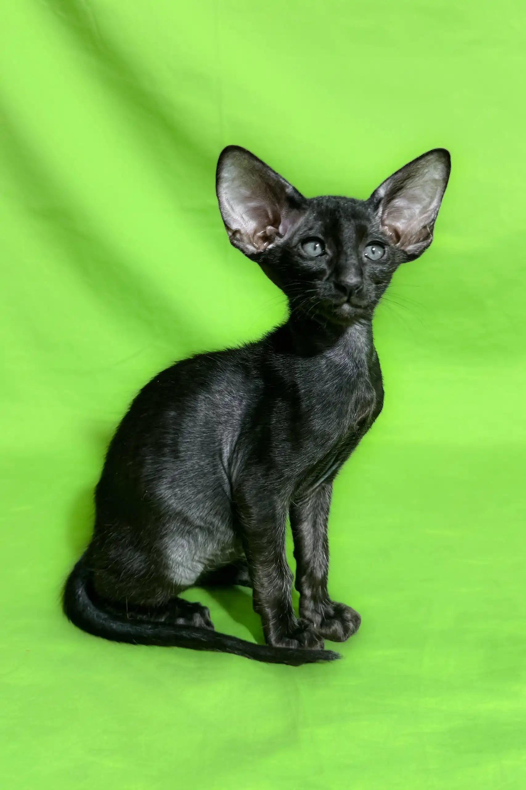 Short Haired Small Black Cat Breed Black Cat Facts About American