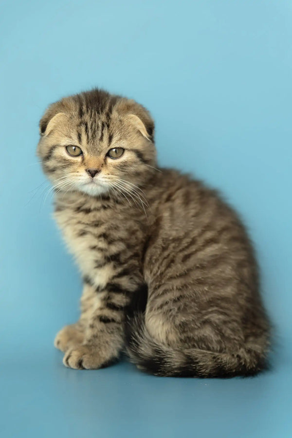 Striped Scottish Fold kitten Antony cuddling and looking adorable in cozy setting