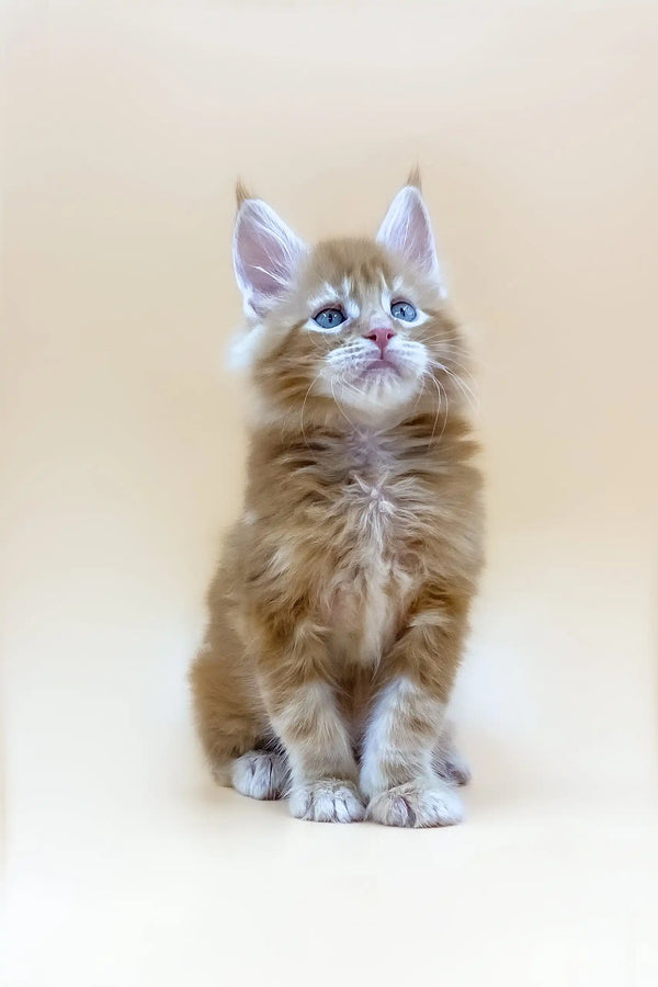 Fluffy ginger Maine Coon kitten named Apollo with stunning blue eyes