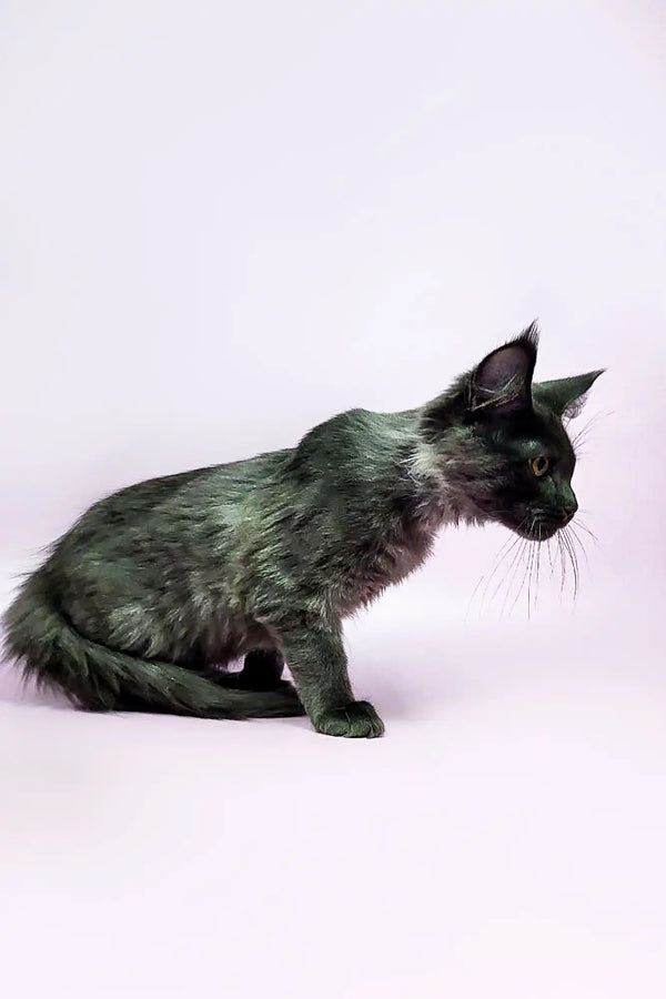 Black cat with damp fur in profile, showcasing a Maine Coon Kitten’s charm