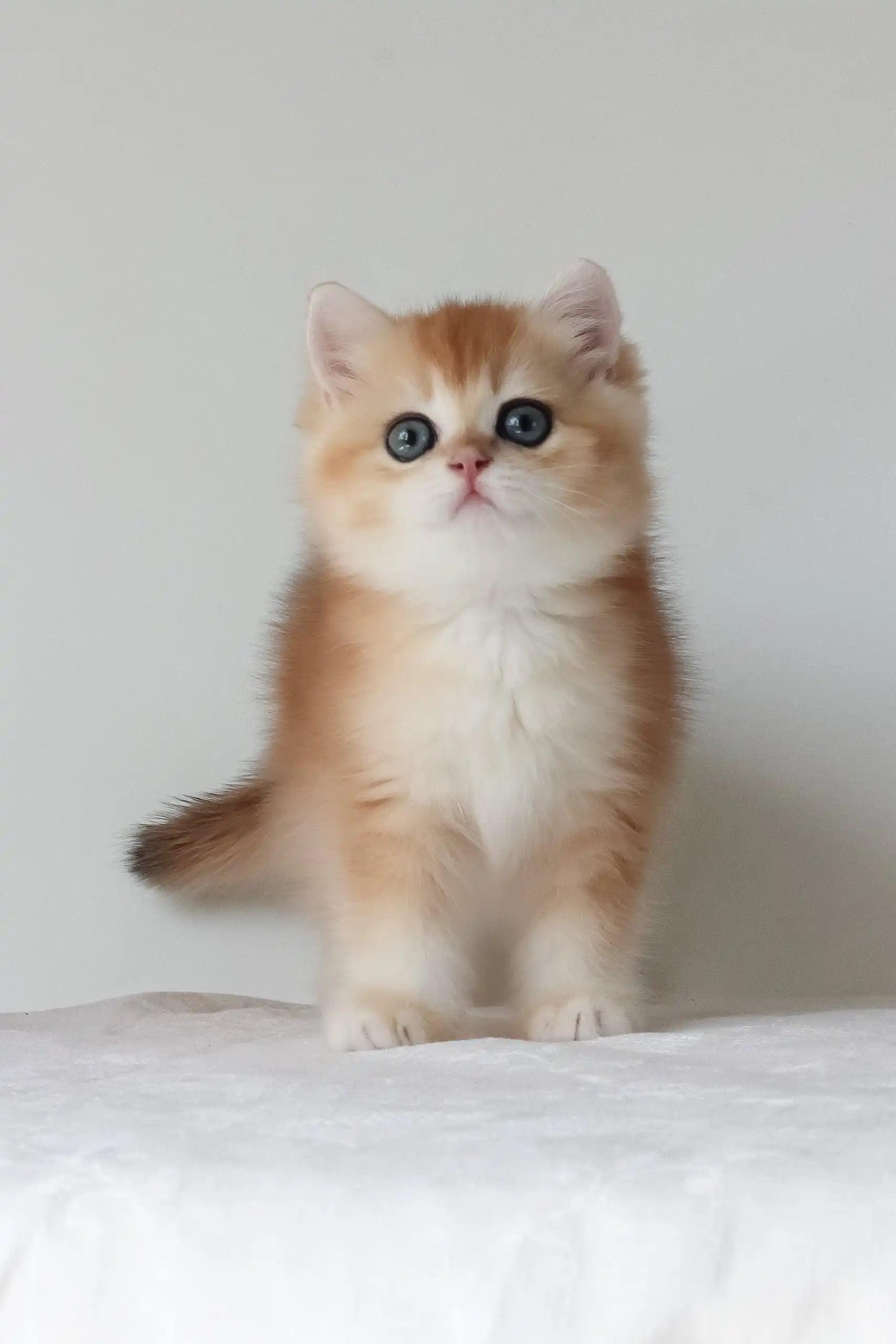 Arche British Shorthair Kitten Golden Shell with Blue Eyes