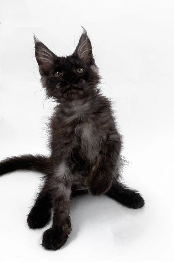Fluffy black Maine Coon kitten with big ears sitting upright, looking adorable