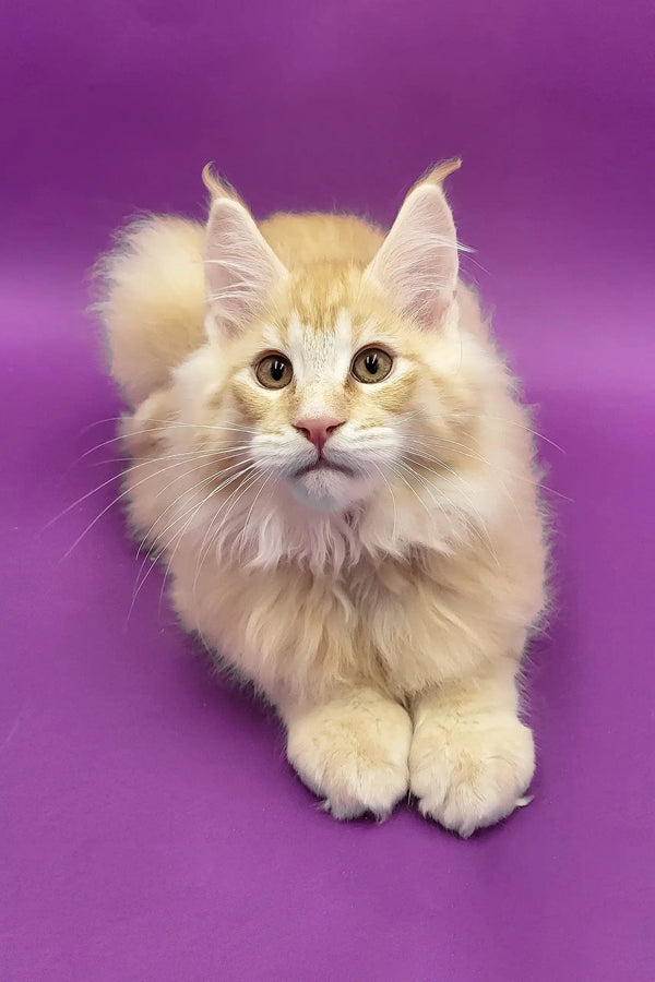 Argo | maine coon kitten