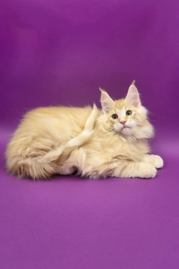 Argo | maine coon kitten