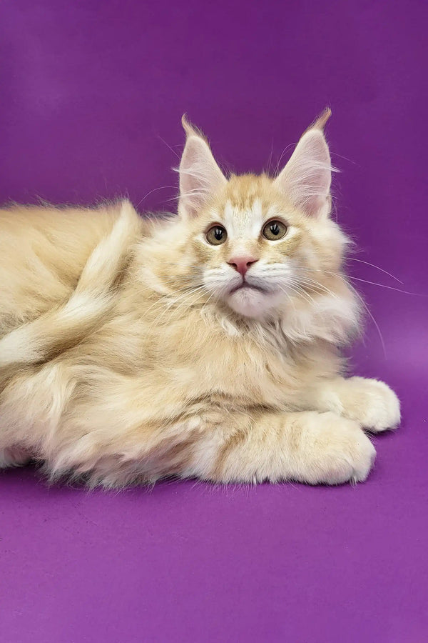 Argo | maine coon kitten