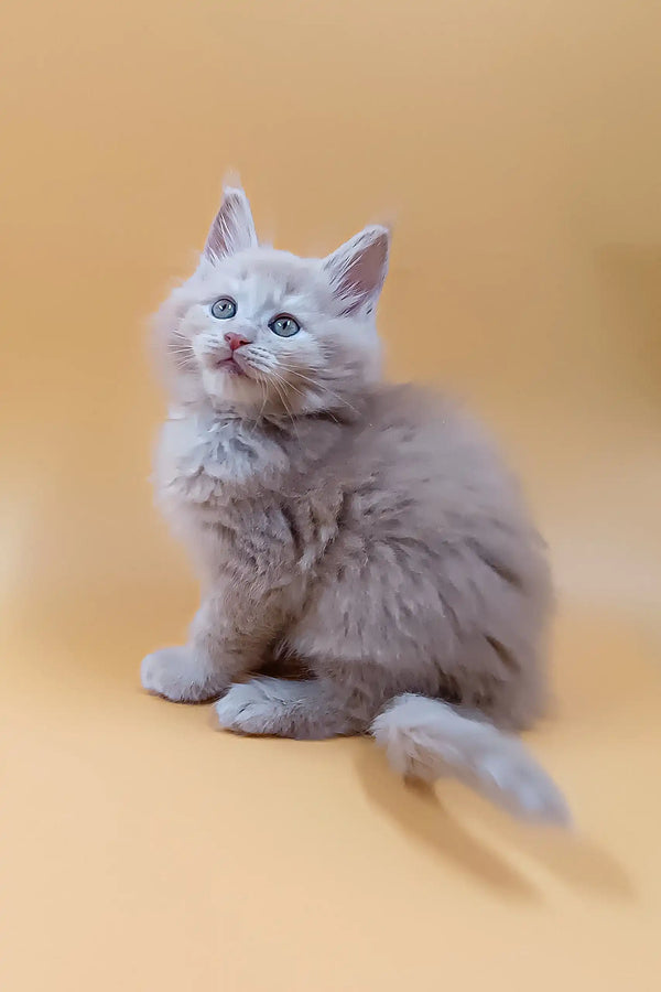 Fluffy gray Maine Coon kitten named Ari with stunning blue eyes