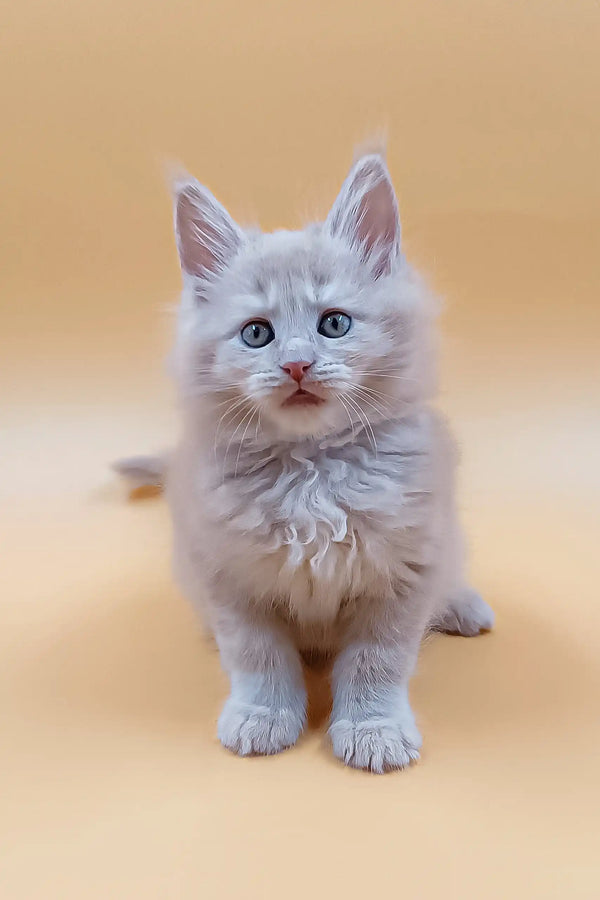 Fluffy gray Maine Coon kitten named Ari with bright blue eyes