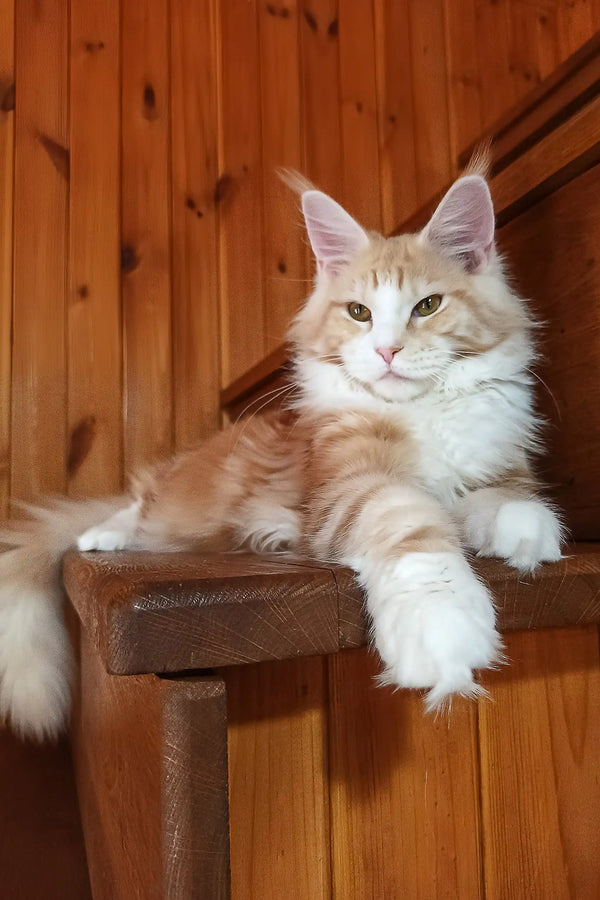 Ariel | maine coon kitten