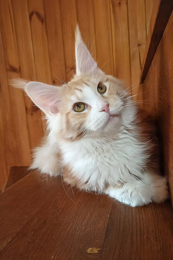 Ariel | maine coon kitten