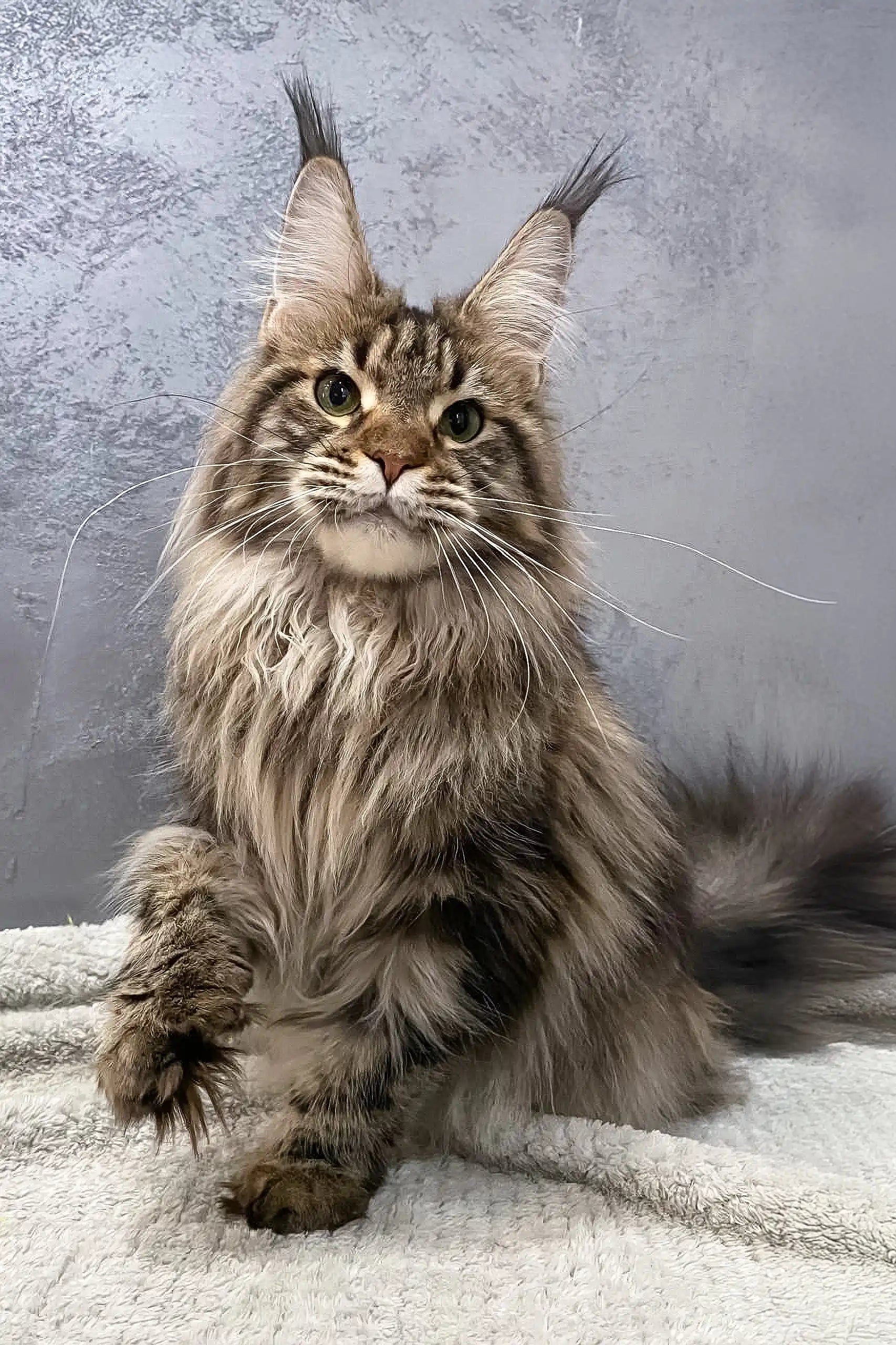 Ariella the Lovable Polydactyl Maine Coon Cat