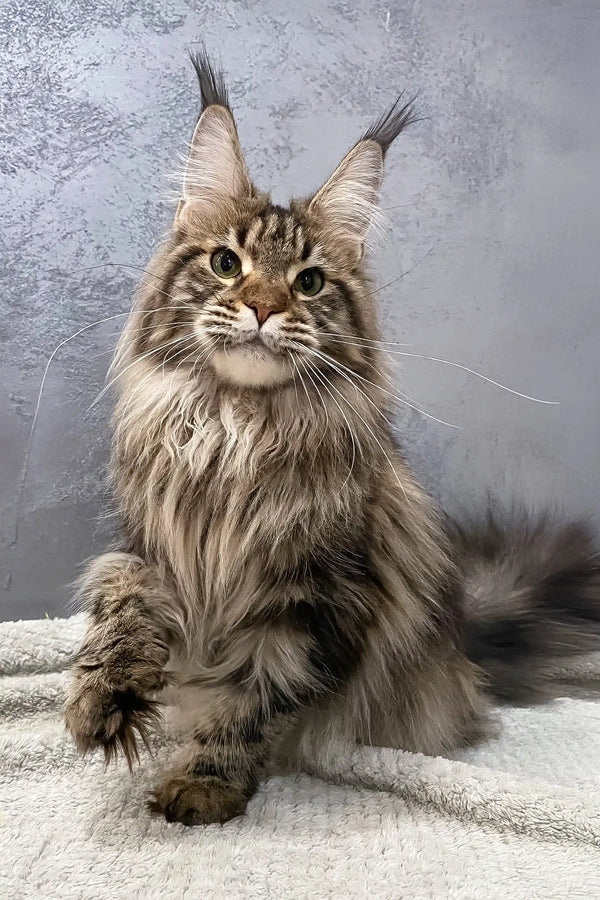 Majestic Maine Coon cat named Ariella, a stunning Polydactyl breed