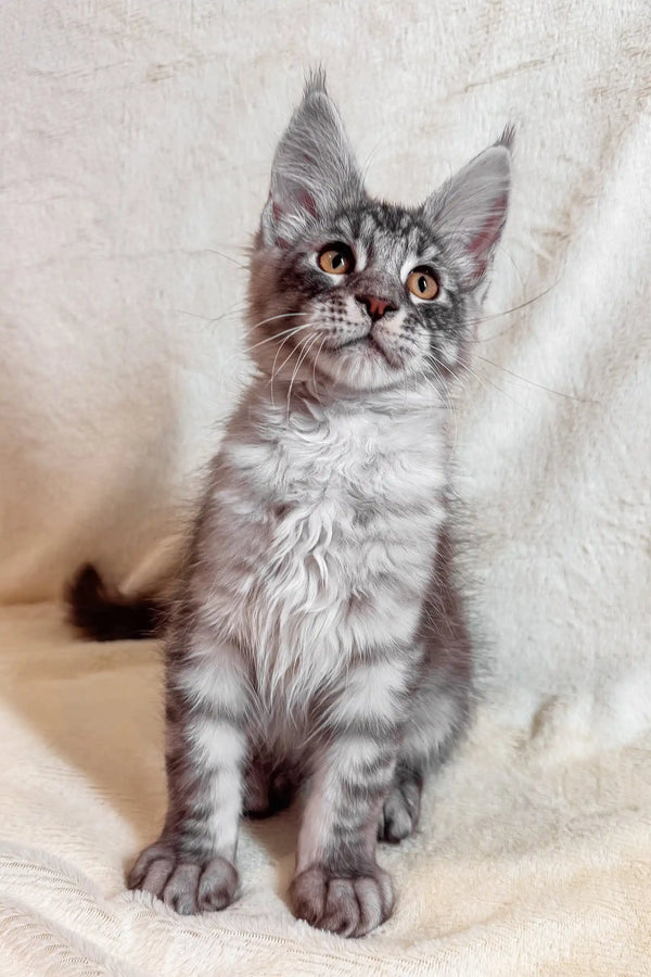 Gray tabby Maine Coon kitten, Armin, with adorable tufted ears playing around