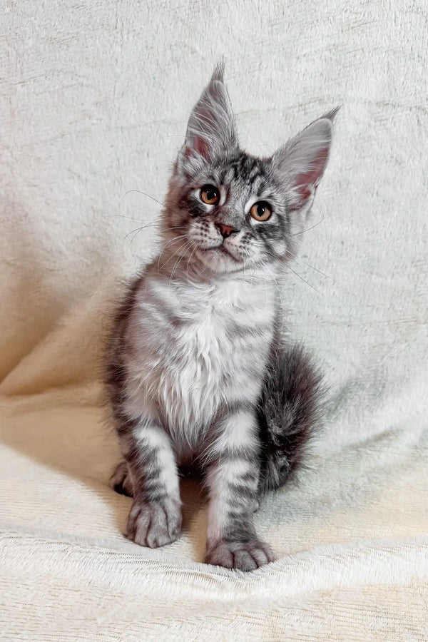 Gray tabby Maine Coon kitten named Armin, adorable and fluffy, perfect for cuddles