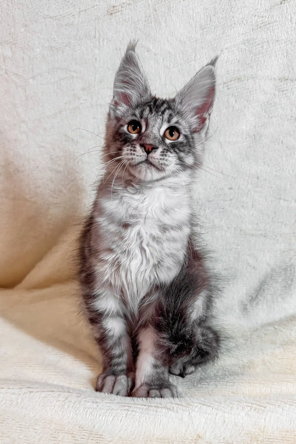 Cute Gray Tabby Maine Coon Kitten named Armin, ready for a new home