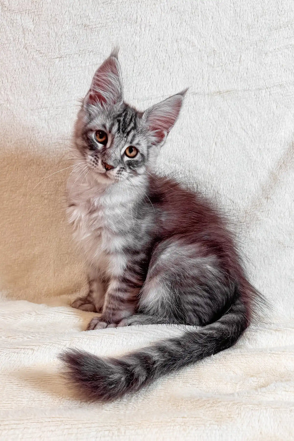 Silver tabby Maine Coon kitten named Armin, playful and adorable