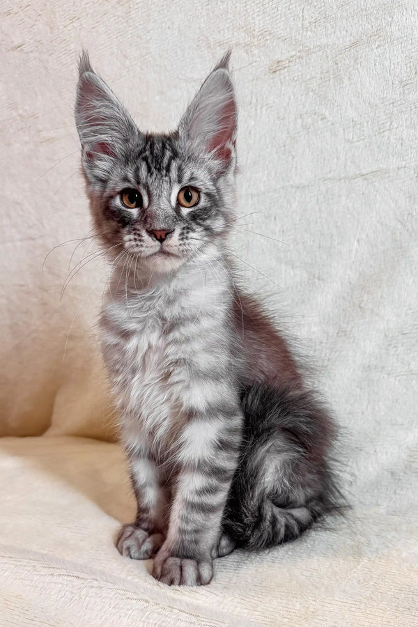 Adorable Silver Tabby Maine Coon Kitten named Armin looking playful and cute