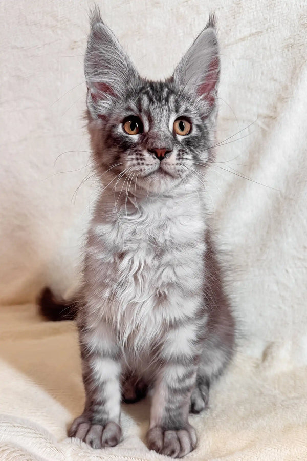 Adorable Silver Tabby Maine Coon Kitten named Armin ready for a new home