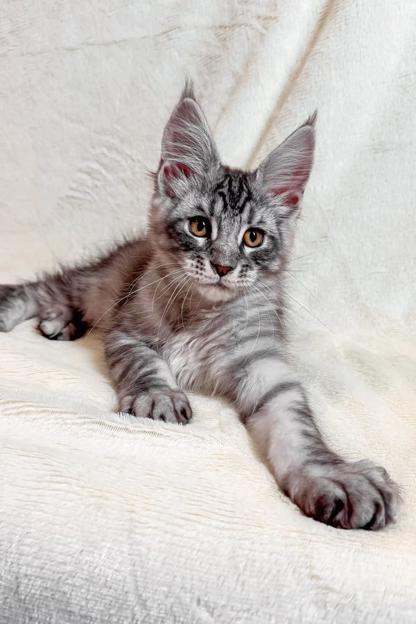 Cute Silver Tabby Maine Coon Kitten named Armin playing and looking adorable