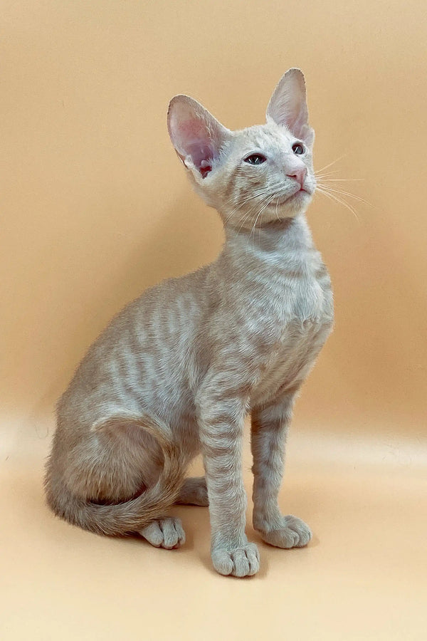 Pale Siamese Peterbald kitten with big ears showcases exquisite lbs coat color