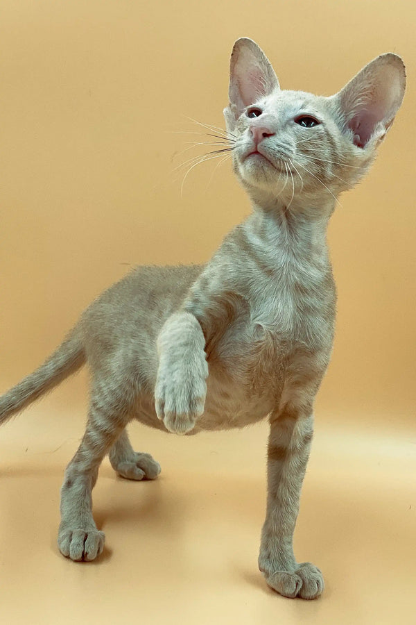 Adorable Hairless Peterbald Kitten with wrinkled skin and big ears looking up