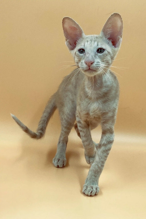 Exquisite male Peterbald kitten with gray coat, large ears, and stunning blue eyes