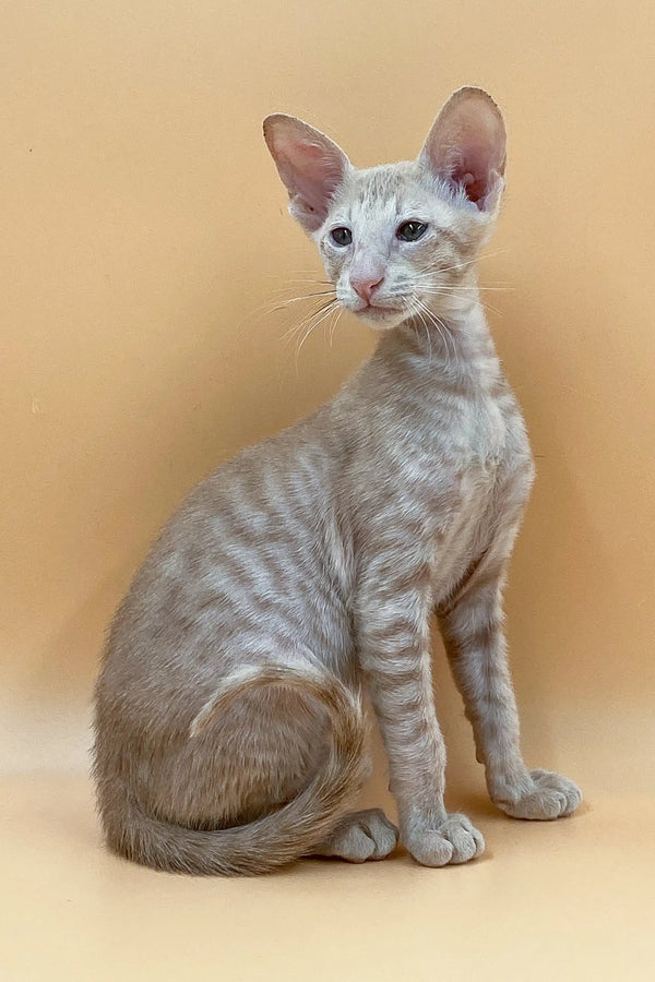 Exquisite male Peterbald kitten with big ears and striking blue eyes sitting upright