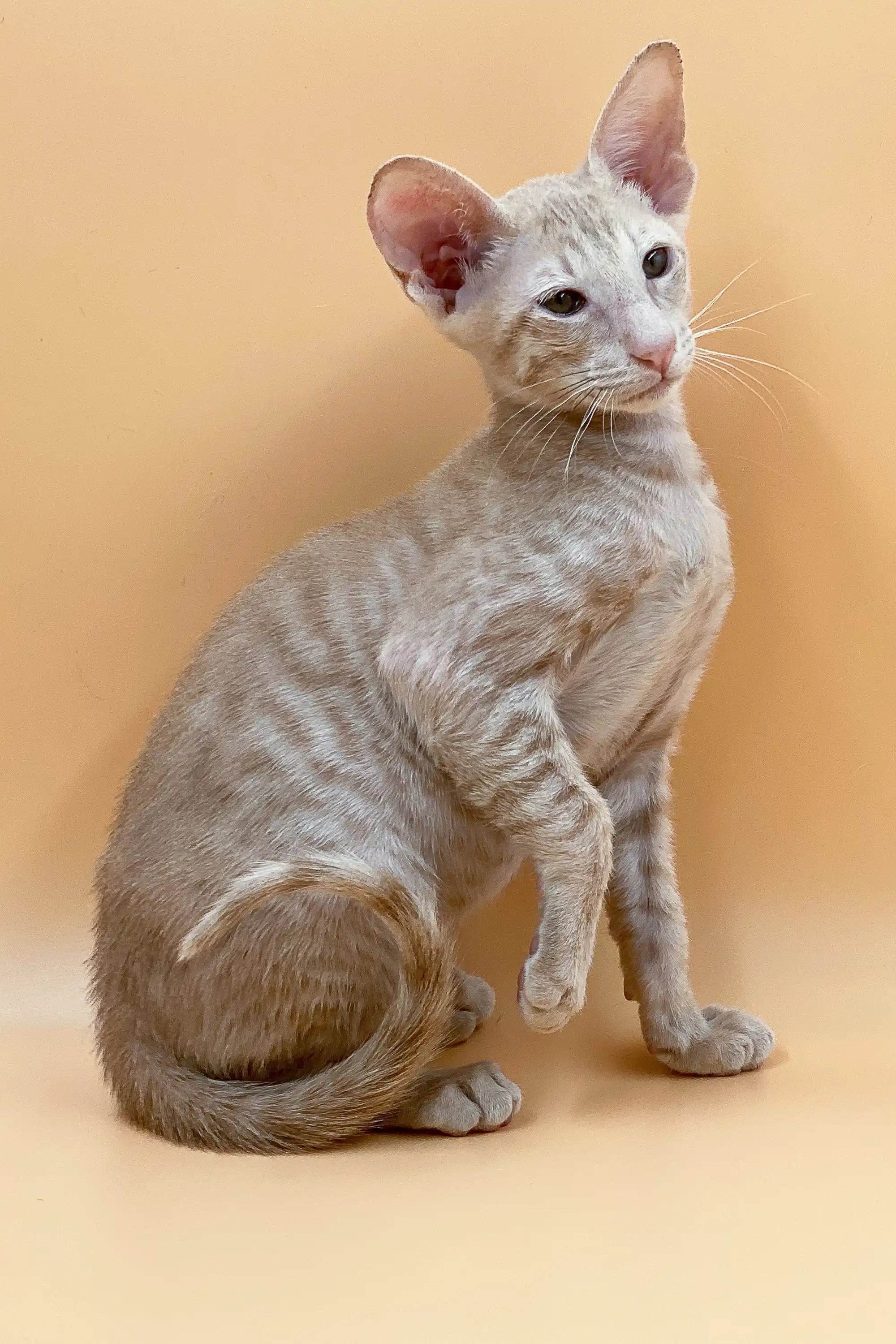 Meet Aron Peterbald Kitten Fawn Coat Green Eyes