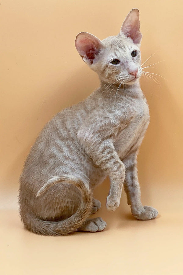 Adorable Hairless Peterbald Kitten with Wrinkled Skin and Large Ears, Exquisite Male