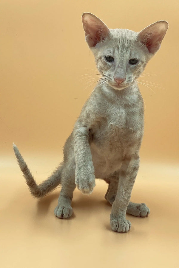 Exquisite male Peterbald kitten with gray coat and large ears sitting upright