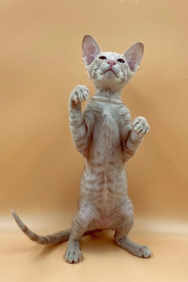 Hairless Peterbald kitten standing tall with paws up, ready for fun in a unique coat color