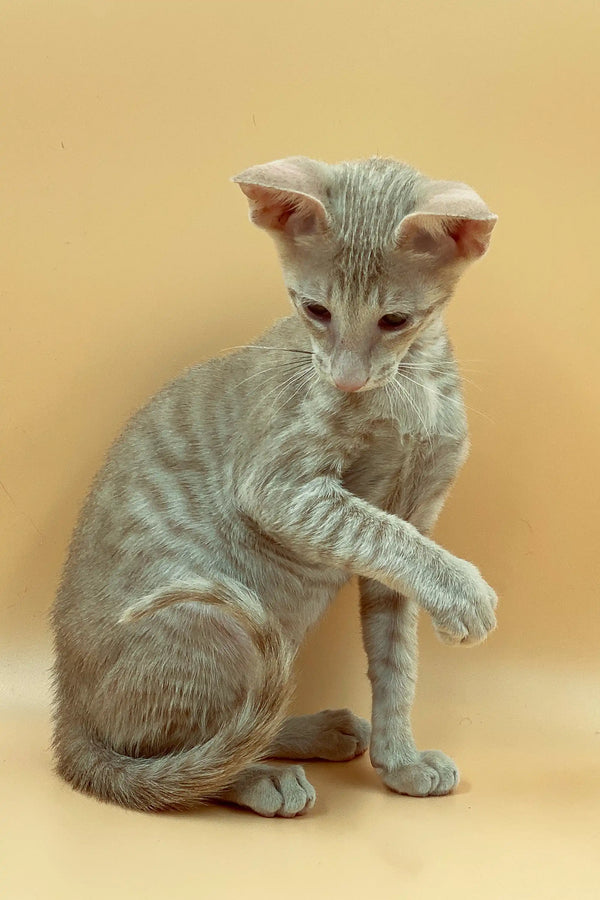 Adorable Gray Tabby Peterbald Kitten with Large Ears, Perfect for Any Cat Lover