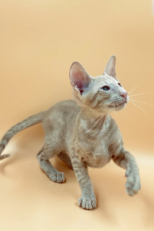 Gray Peterbald kitten with big ears and wrinkles, the exquisite male Peterbald