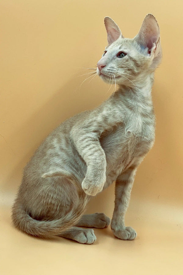 Slender gray-coated Peterbald kitten with big ears, the exquisite male Peterbald