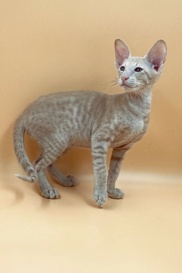Adorable Peterbald Kitten with large ears and unique wrinkled skin. Exquisite male