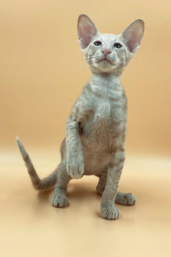 Exquisite male Peterbald kitten with large ears and unique coat color sitting upright