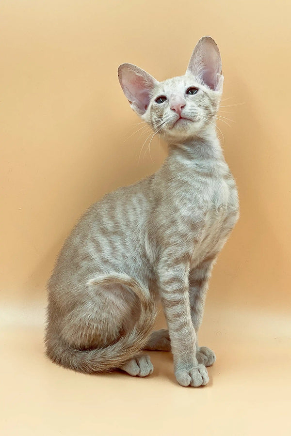 Light-colored Oriental Shorthair cat with large ears in Aron, an exquisite male Peterbald kitten