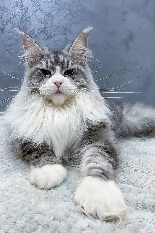 Majestic Maine Coon cat featured in the Arriva Maine Coon Kitten product